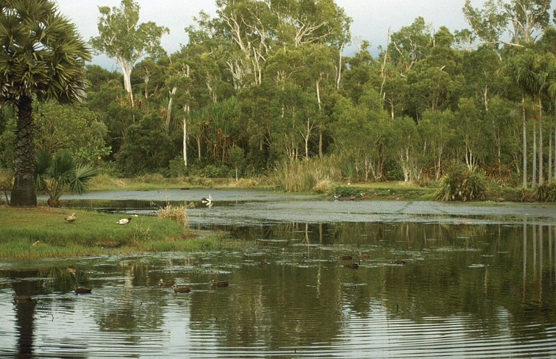 657_Regenwoudparkje bij Cairns, veel vogels.jpg